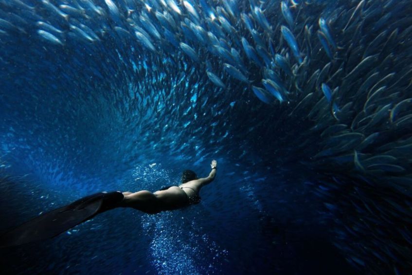 El curioso mundo de las sardinas 