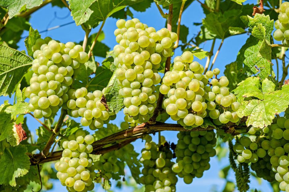 Uvas y viñedos de Canarias