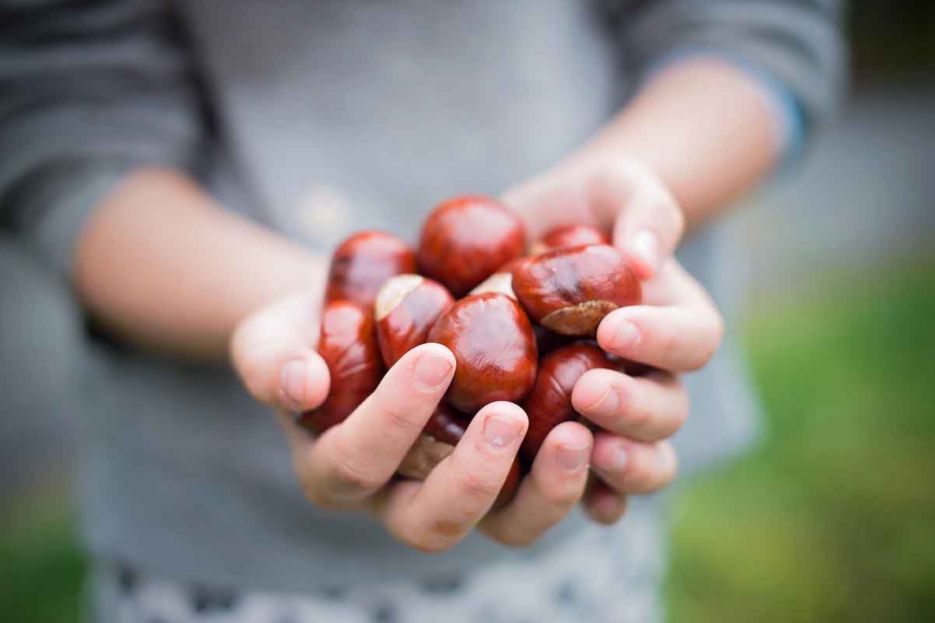 ¡Toma Castaña! y benefíciate de este 