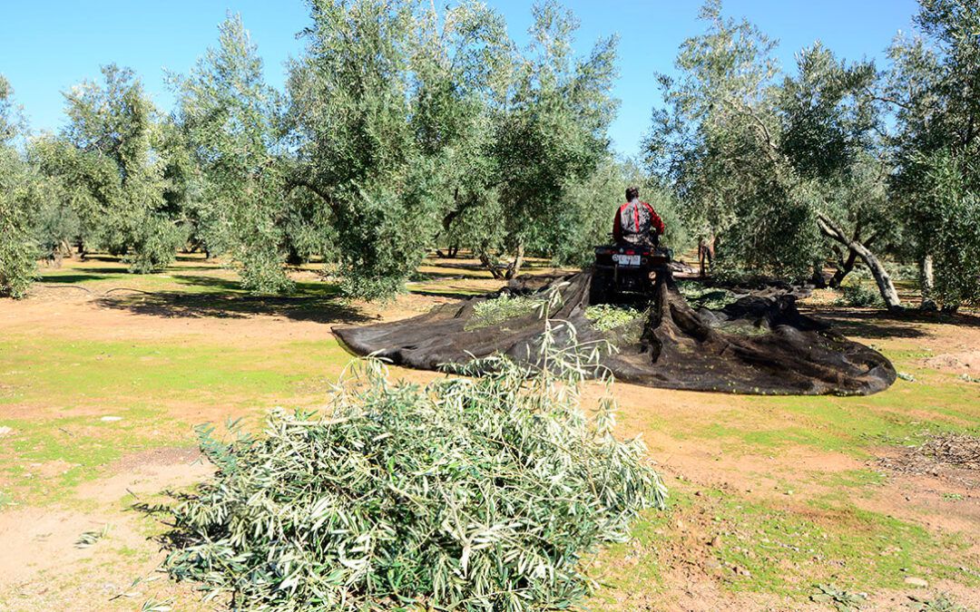 El Gobierno, mediante consulta, actualizará la normativa del aceite y remolacha