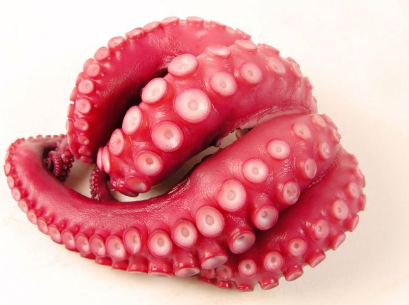 El pulpo: superalimento proteico a ocho brazos. Por la dra. Cristina Ruano