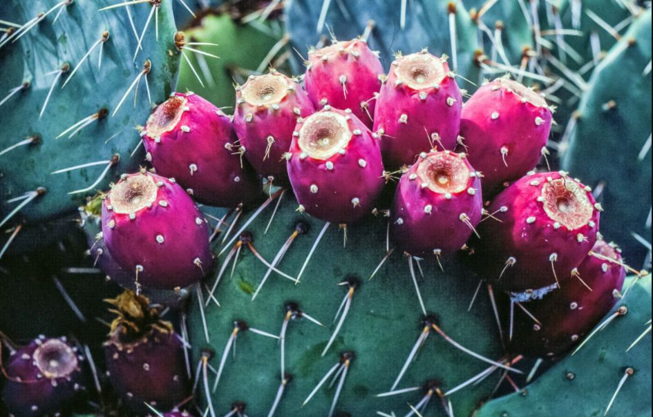 Tunos indios: deliciosa corona de espinas